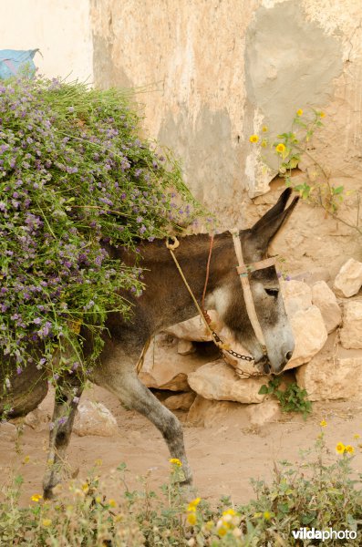 Ezel draagt een vracht Luzerne