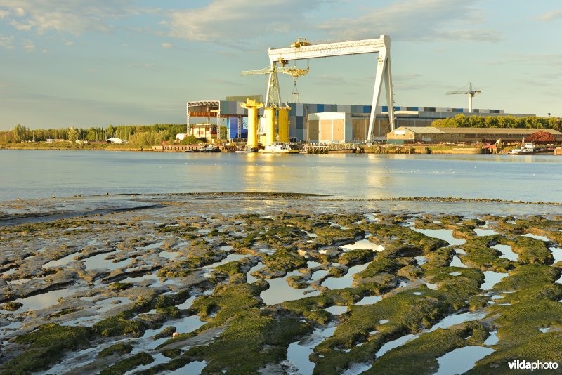 Schorren aan de Schelde