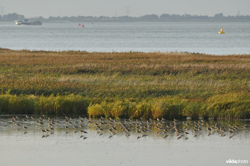 Wulpen op het Paardenschor