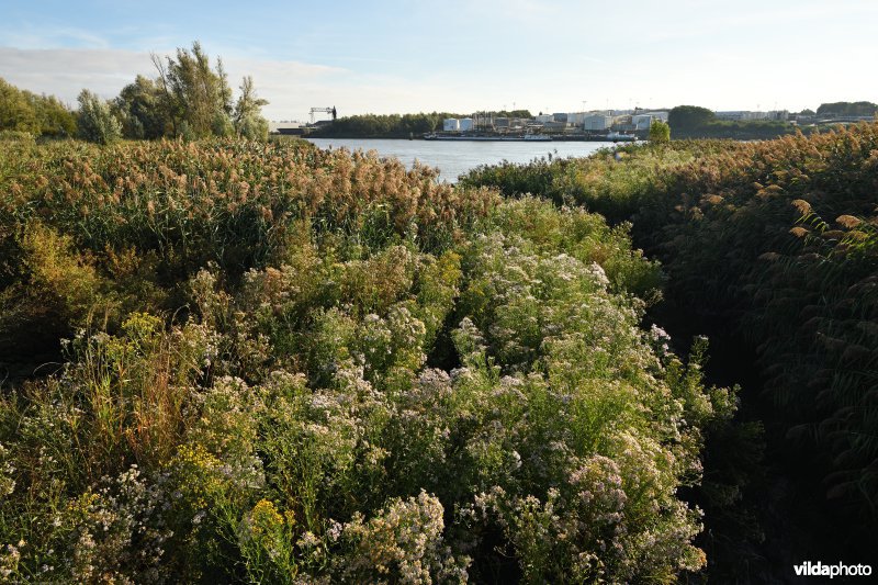 Zulte op de Scheldeschorren