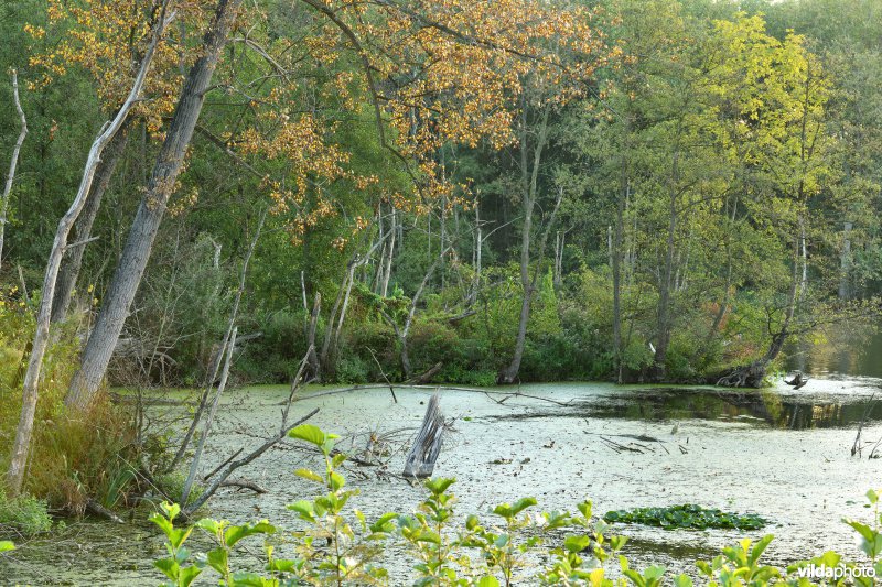 Rupelmondse kreek