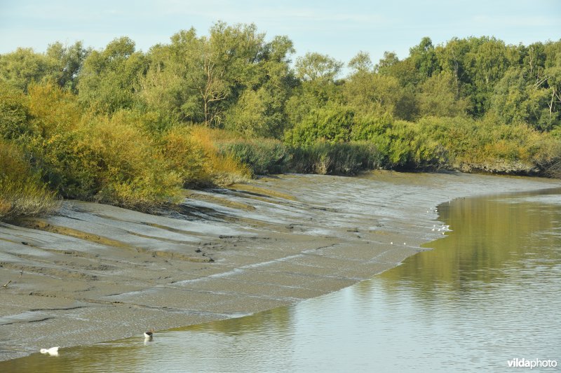 Zoetwaterschorren van de Durme