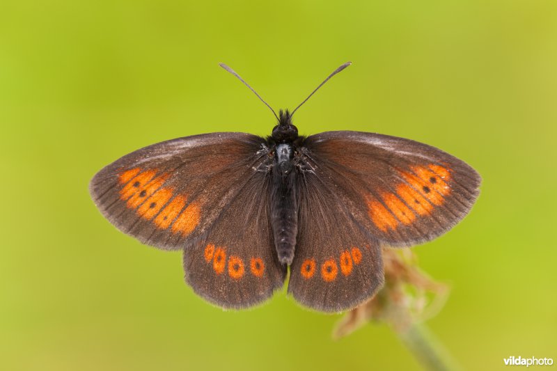 Kleine bergerebia