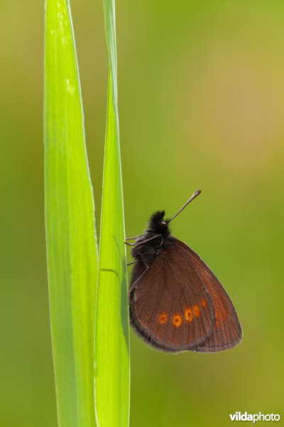Kleine bergerebia