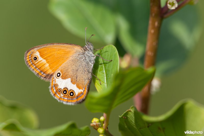 Tweekleurig hooibeestje