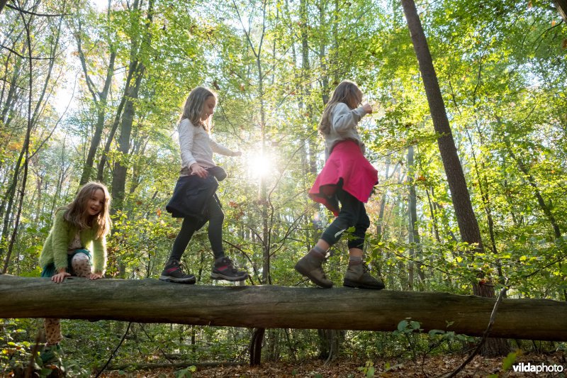 Spelen in het bos