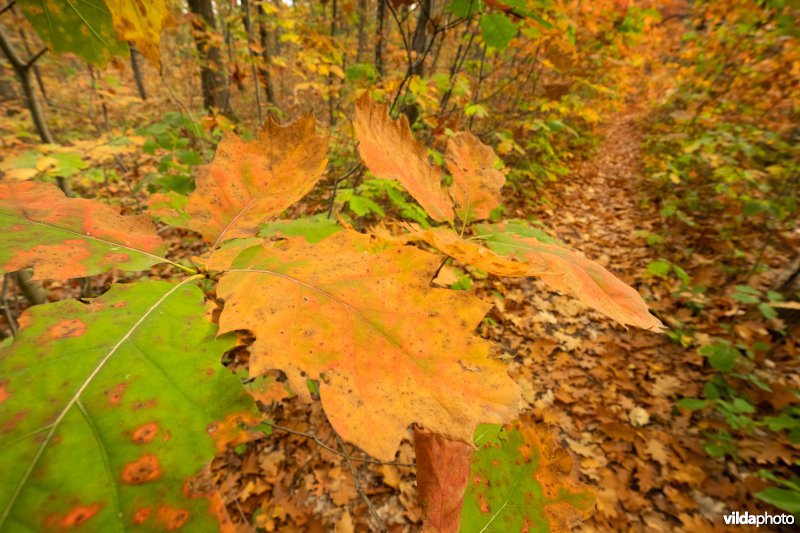 Herfstkleuren van Amerikaanse eik