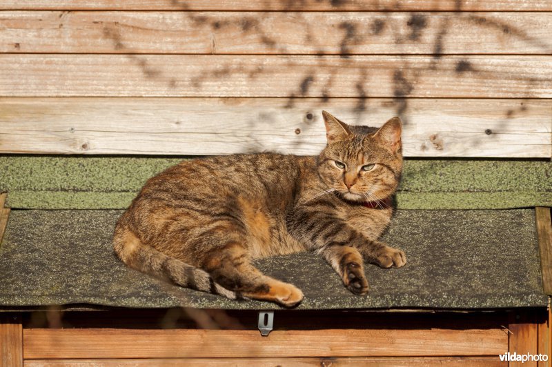 Een huiskat ligt lui op een kippenhok in de zon