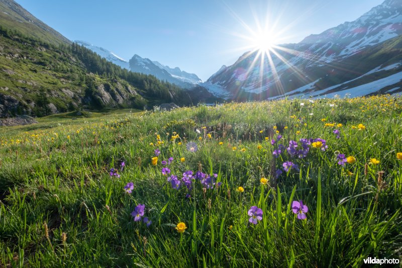 Alpengrasland bij zonsopgang