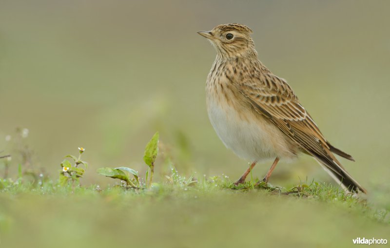 Veldleeuwerik