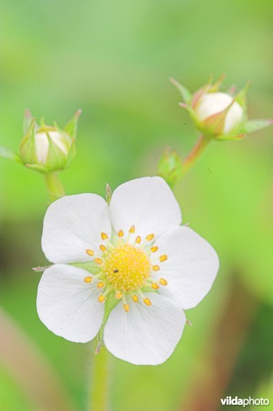 Bloem van Bosaardbei