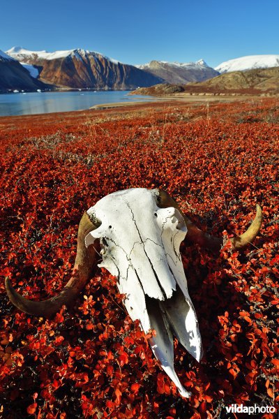 Schedel van Muskusos in Groenlandse herfstige toendra