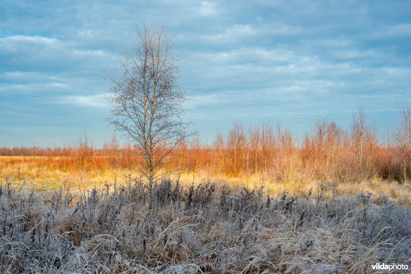 Berkenopslag in het Fochteloërveen