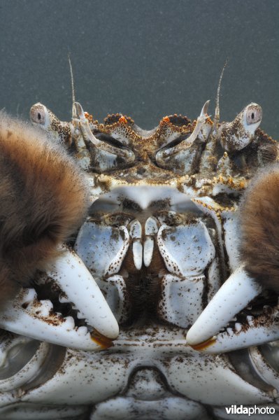 Close-up van een wolhandkrab
