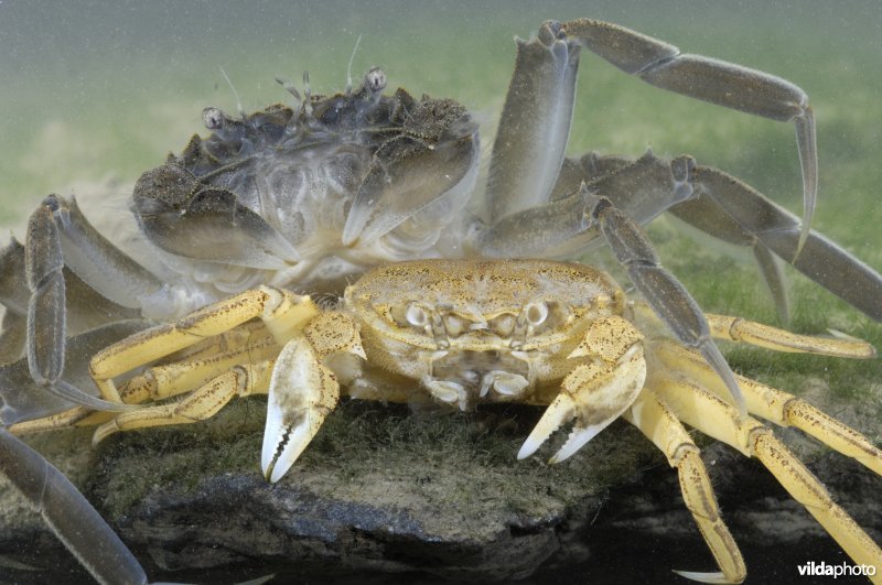 Chinese wolhandkrab na een vervelling