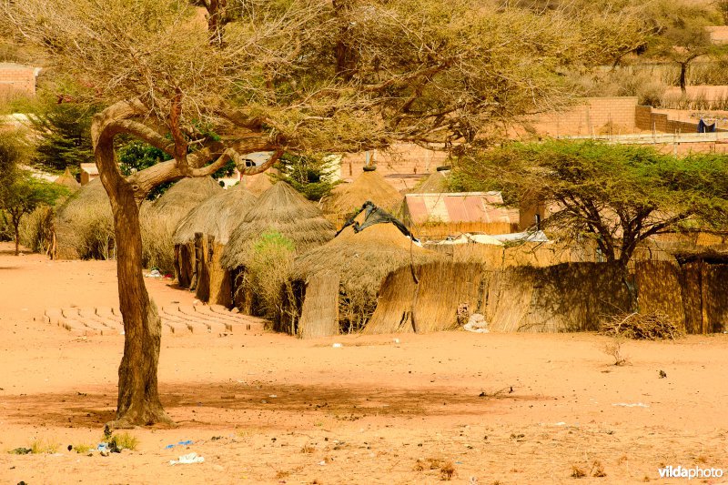 Acacia in dorp in Senegal