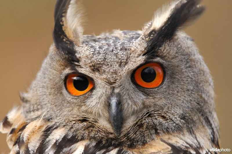 Portret van een Oehoe