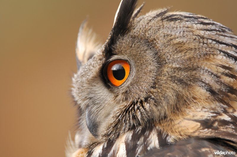 Portret van een Oehoe