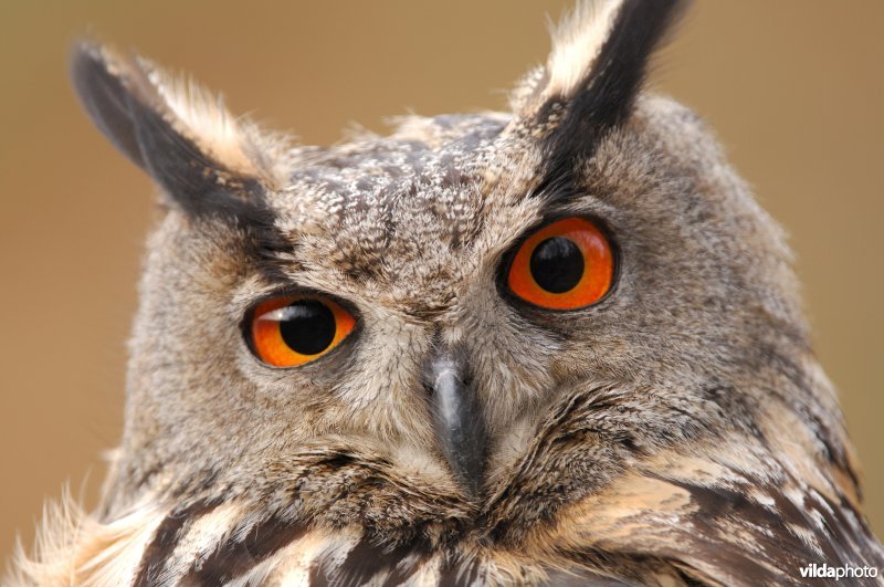 Portret van een Oehoe