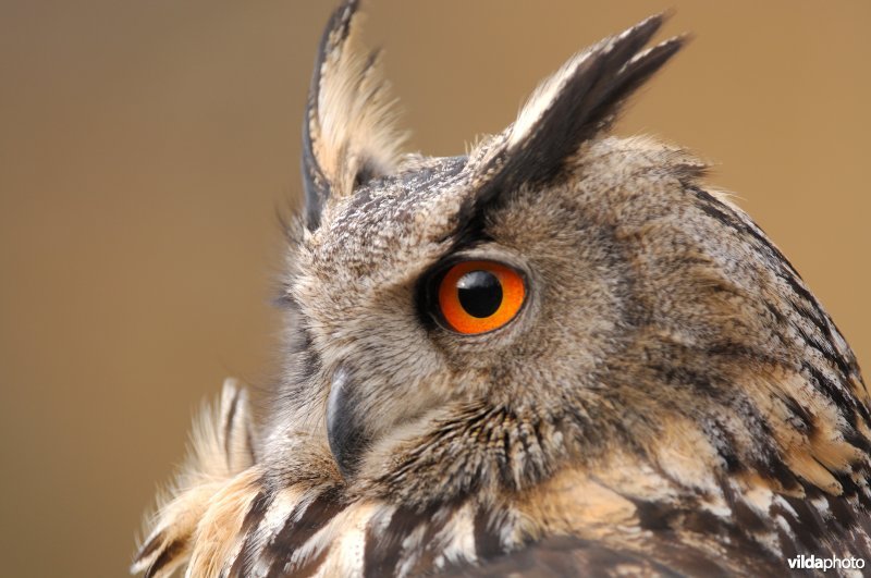 Portret van een Oehoe