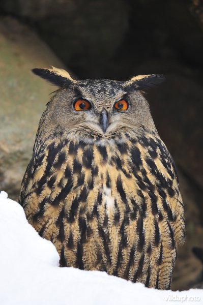 Oehoe