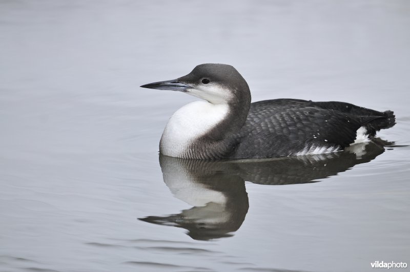 Parelduiker in winterkleed