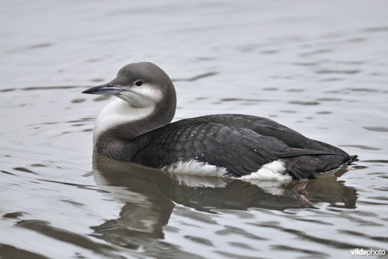 Parelduiker in winterkleed
