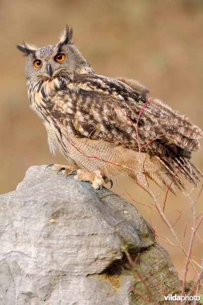 Oehoe in een steengroeve