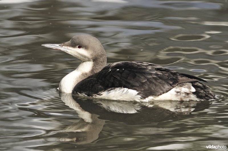 Parelduiker in winterkleed