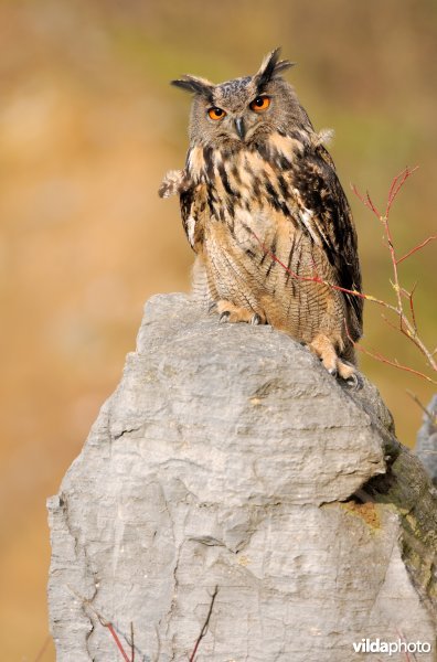 Oehoe in een steengroeve
