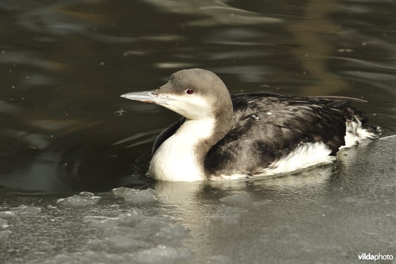 Parelduiker in winterkleed