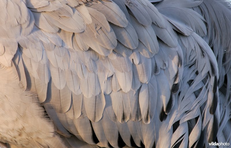 Verenkleed van Kraanvogel