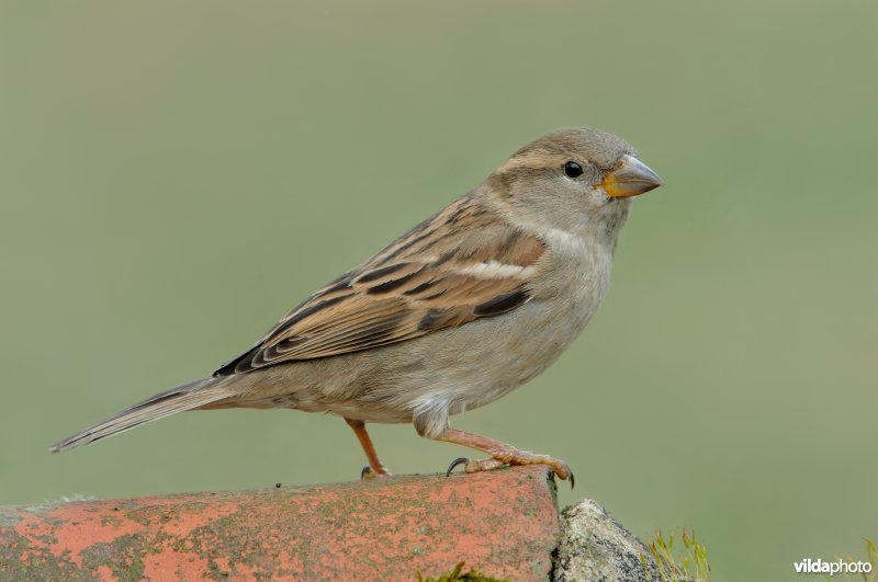 Vrouwtje Huismus in profiel