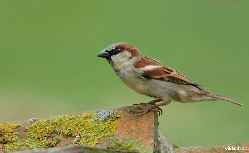 Mannetje Huismus