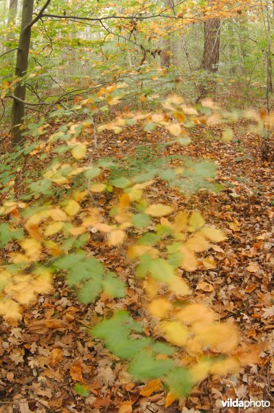 Bos in de herfst