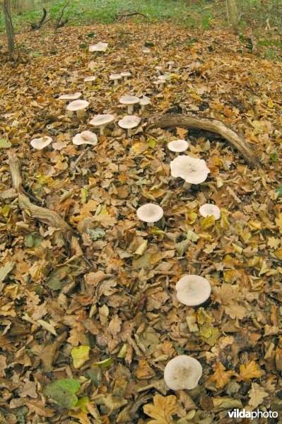 Zwammen in Domein Nieuwenhoven