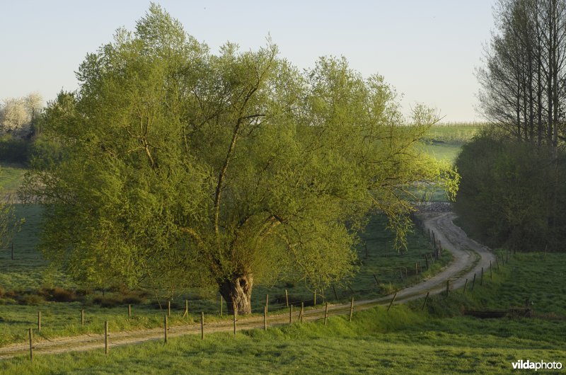 Landschap in Zammelen