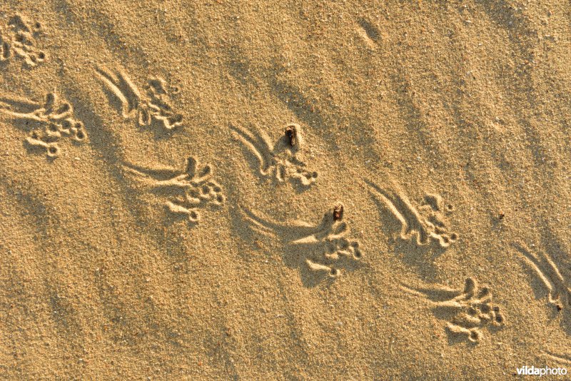 Sporen van Rugstreeppad in het zand