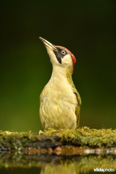 Groene specht