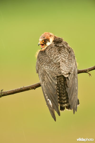 Roodpootvalk