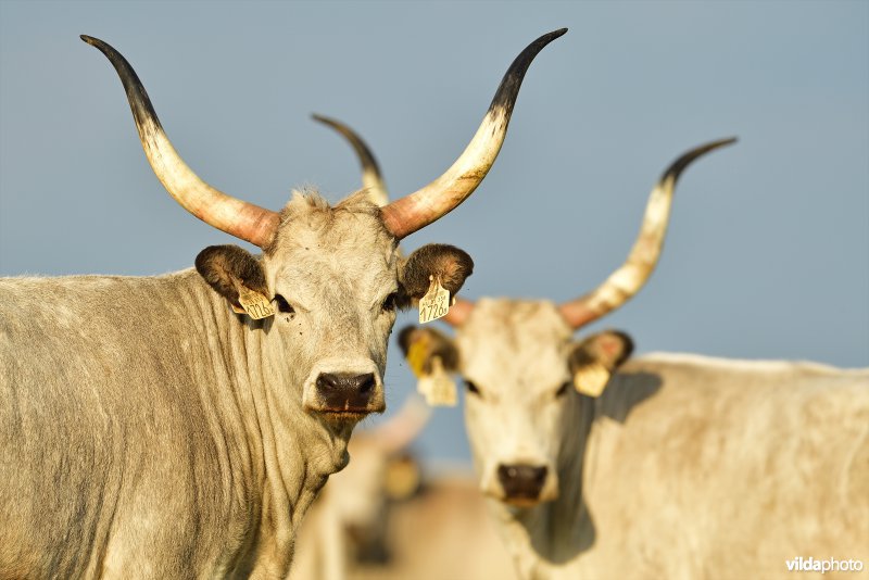 Hongaarse stepperund