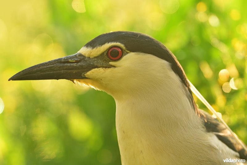 Kwak