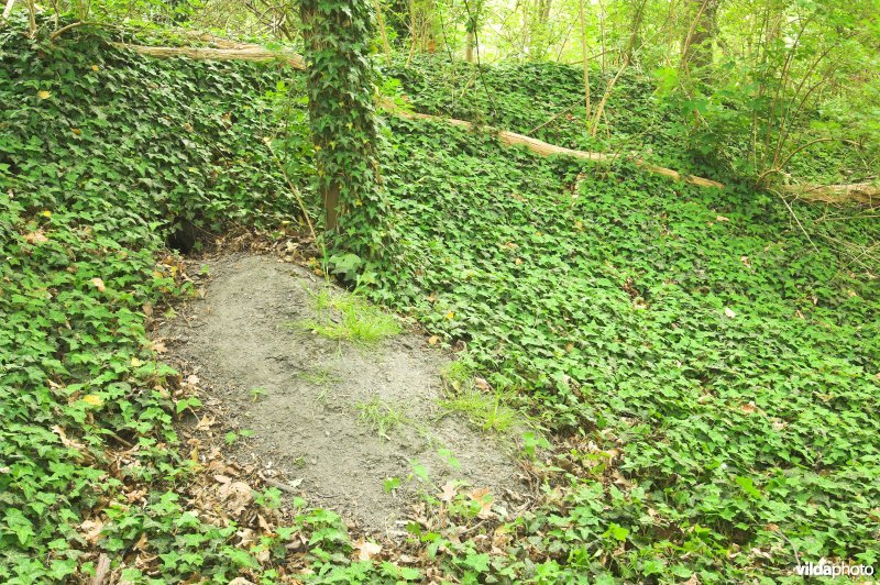 Dassenburcht en klimop op de terril Panséry