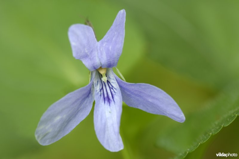 Donkersporig bosviooltje