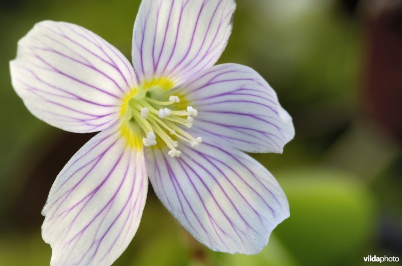 Bloempje van witte klaverzuring