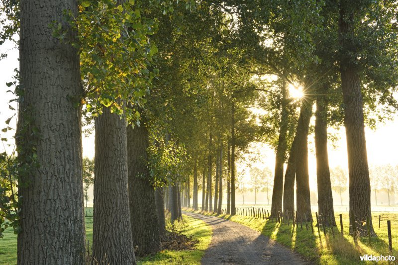 Leiemeersen aan Ooidonk