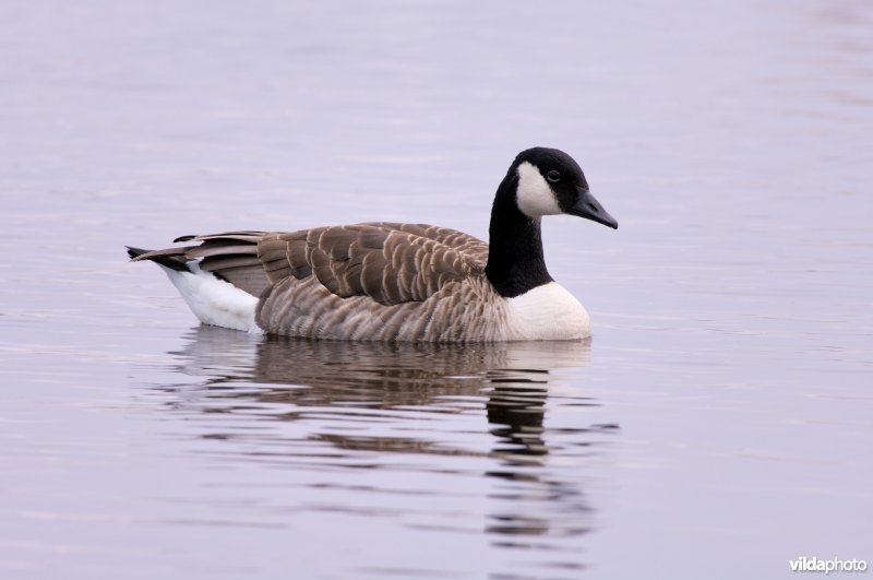 Zwemmende Canadese gans