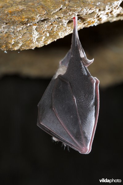 Slapende Grote hoefijzerneus