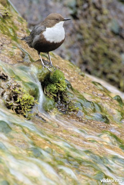 Waterspreeuw op waterval