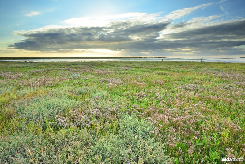 Kwelder De Volharding in Texel